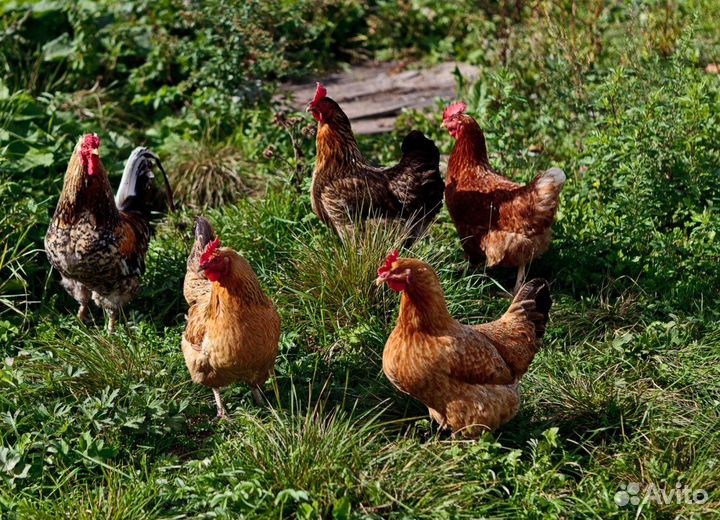 Куры-несушки-бройлер-утки-гуси