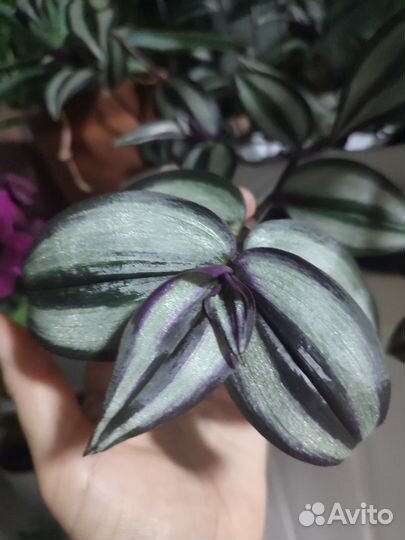 Домашние растения