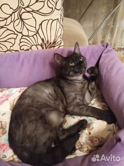 Кошечка ищет дом