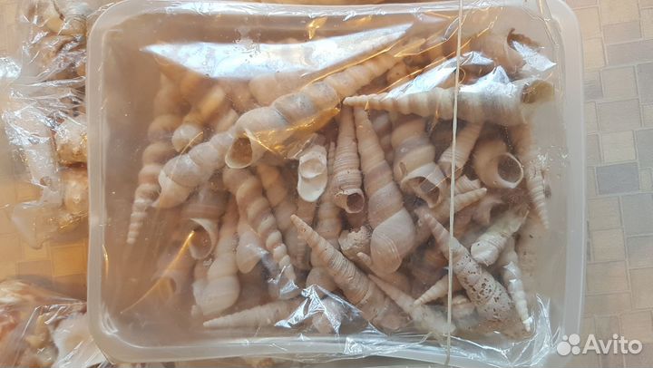 Ракушки морские