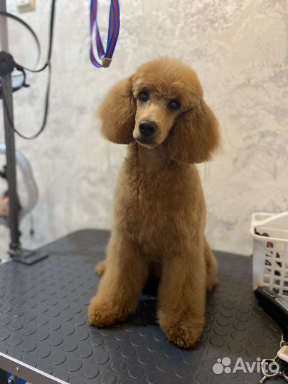 Стрижка собак и кошек