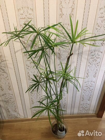 Циперус большой