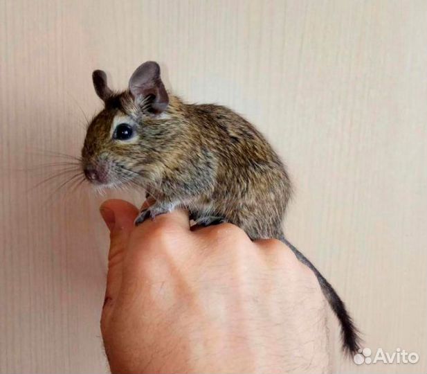 Чилийская белка дегу