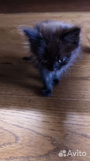 Котенок в добрые руки