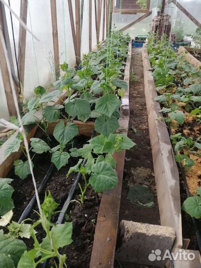 Овощи со своей теплицы, имеется доставка