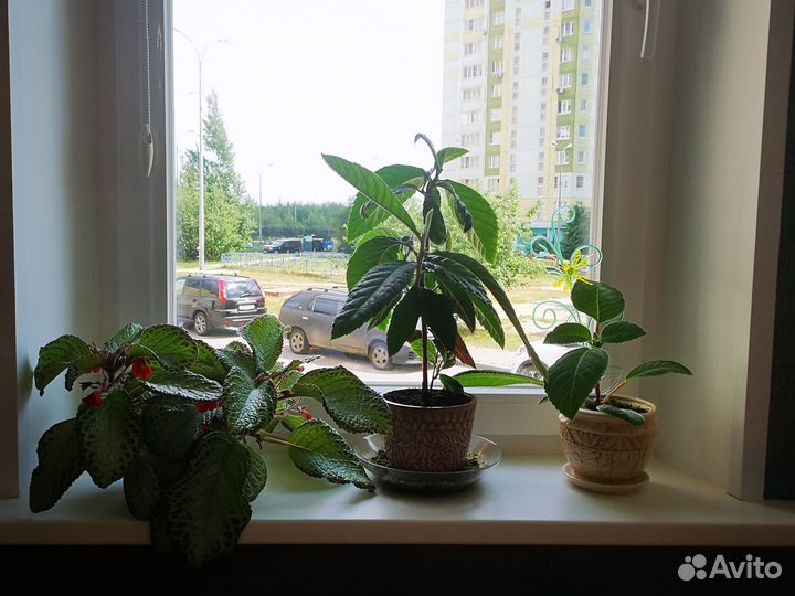 Продажа комнатных растений