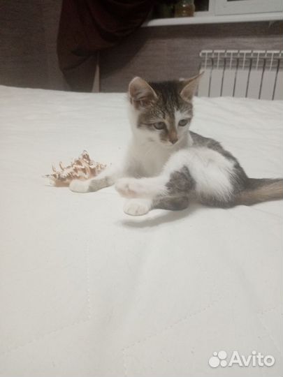 Котенок