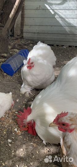 Кохинхин карликовый белый 1+2