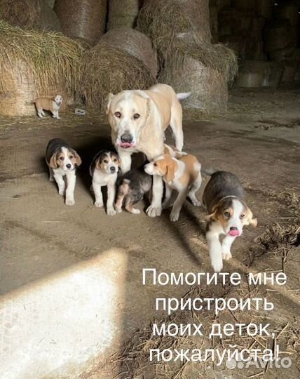 Щенки ищут дом