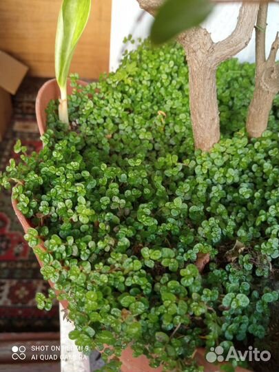 Коллизии обычная, голд, Солейролия, традесканции