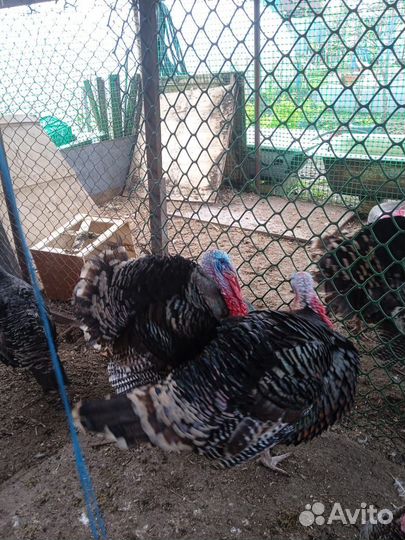 Индюшата/Бройлера /Яйцо индюшачье