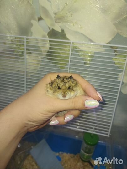 Хомячки бесплатно