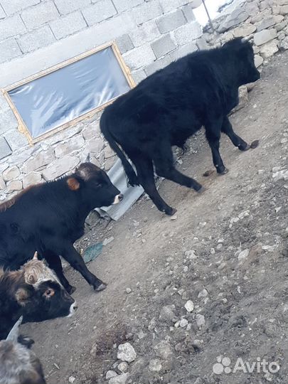 Бычки двух годовалые