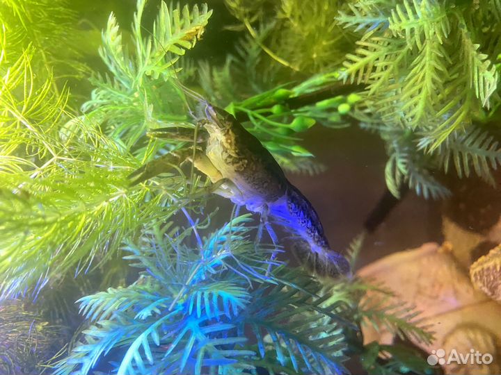 Мраморный рак