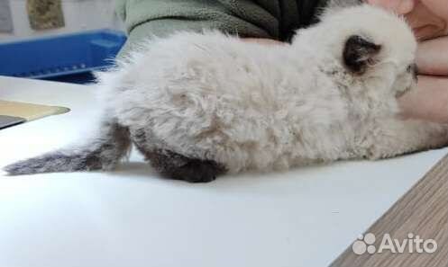 Кошка в дар бесплатно