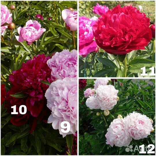 Пионы саженцы корни