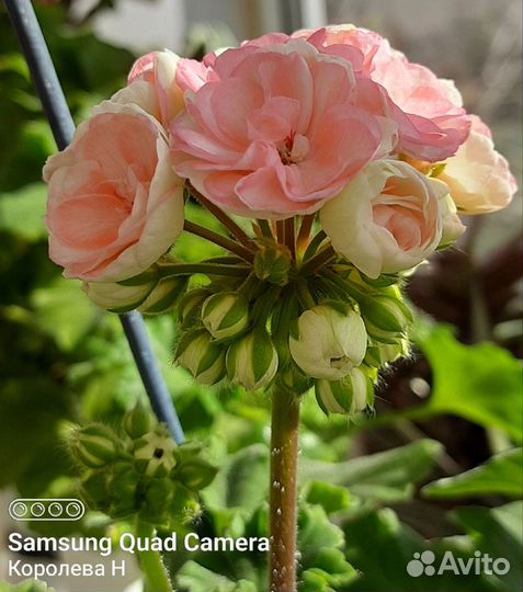 Пеларгония