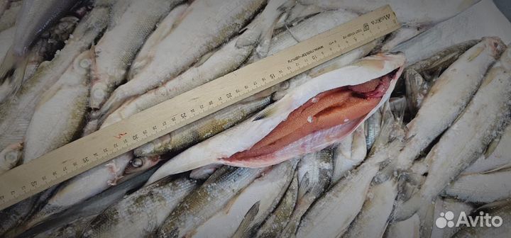 Ряпушка Гыданская, икряная, брикет, 20+