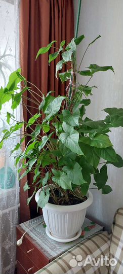 Комнатные растения цветы большие