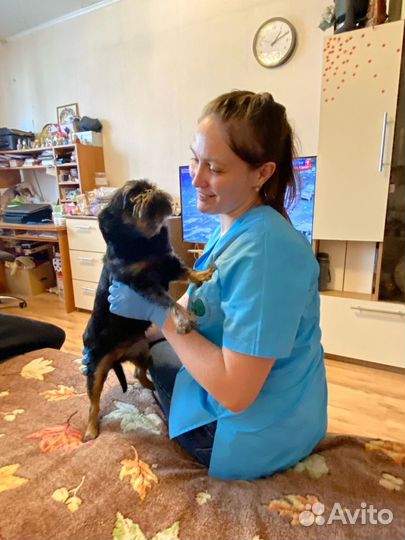 Кастрация собак на дому