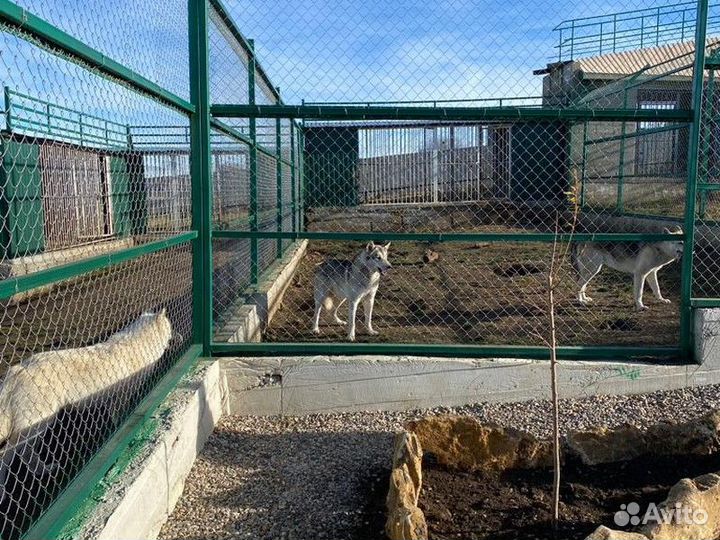 Экскурсия — Пятигорск — Долина волков, Дом великан