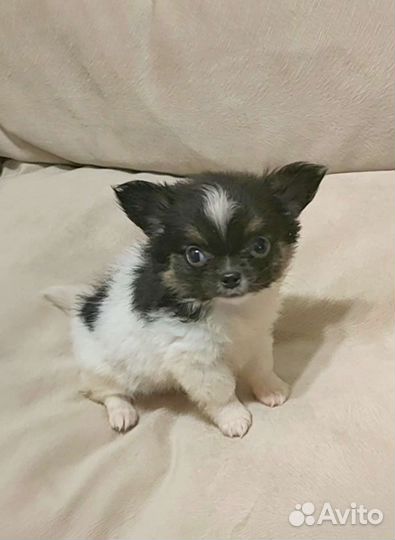 Чихуахуа мальчик мини