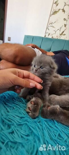 Британские котята
