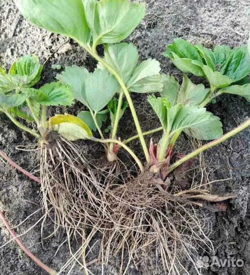 Рассада клубники