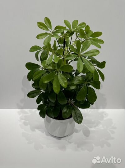 Шеффлера комнатное растение/цветок в кашпо