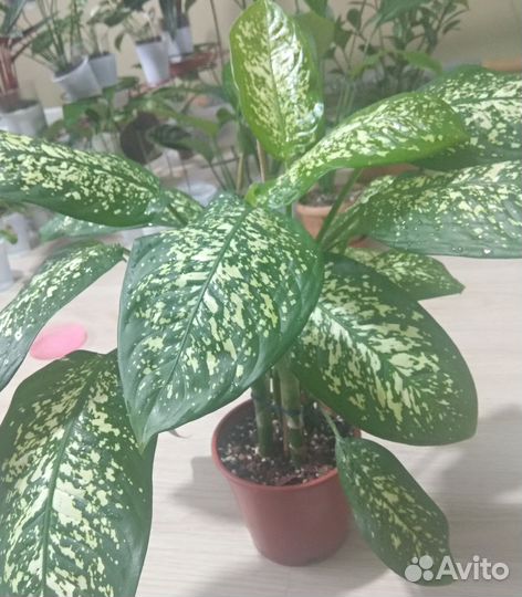 Диффенбахия