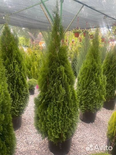 Туя западная Смарагд, крупномер