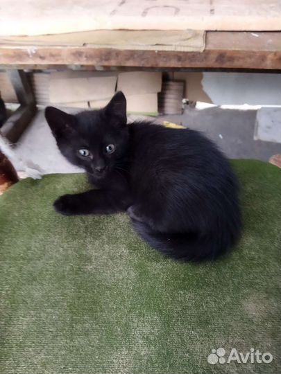 Кошка в дар