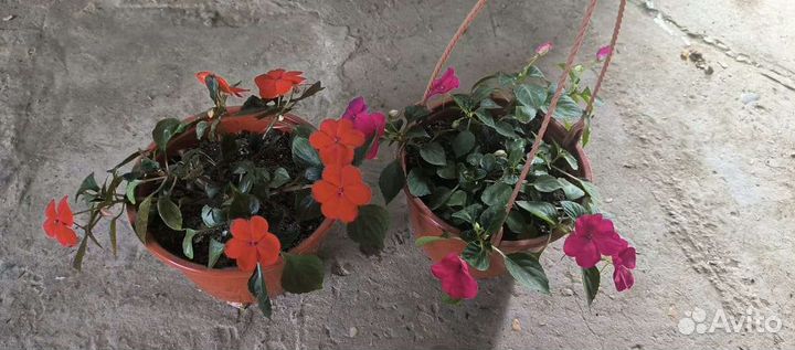 Катарантус