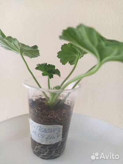 Пеларгонии сортовые