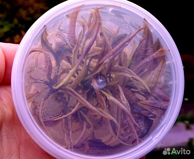 Криптокорина Фламинго (Cryptocoryne Flamingo) мер