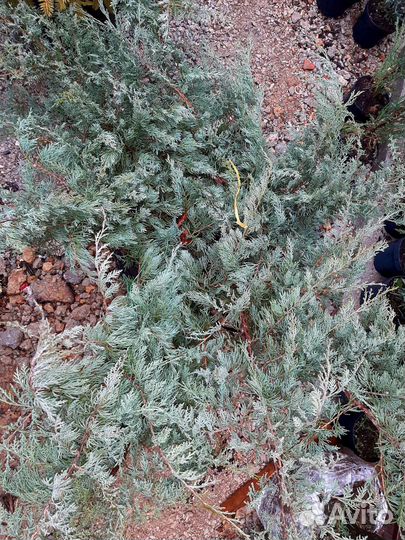 Можевельник Грей Оул голубой