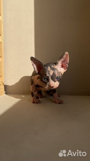 Самый милый подарок (котята сфинкс продажа)