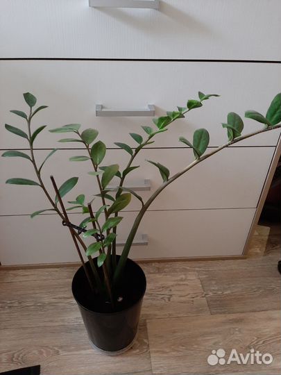 Замиокулькас