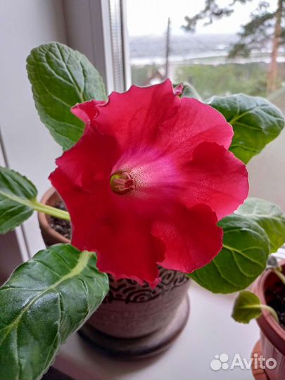 Фиалка.Глоксиния и др