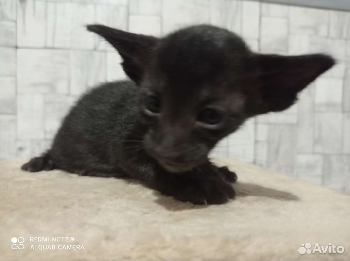 Ориентальные котята