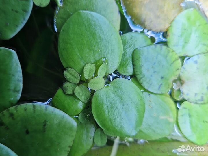 Аквариумные растения