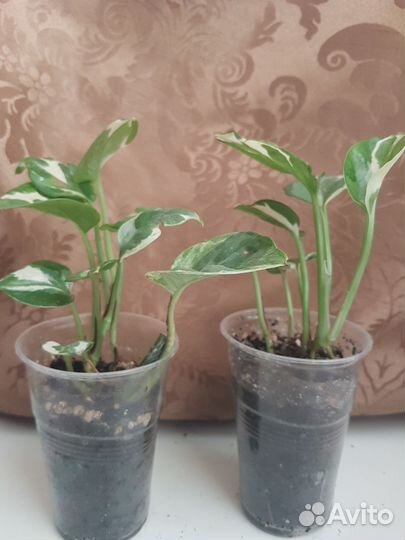 Сциндапсус эпипремнум