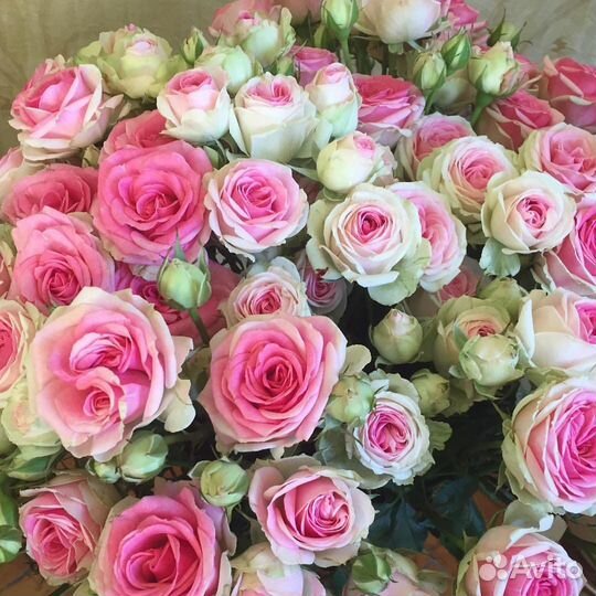 Саженцы роз Мими Эден