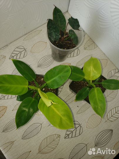 Филодендрон