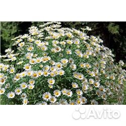 Левкантемелла (ромашка канадская)