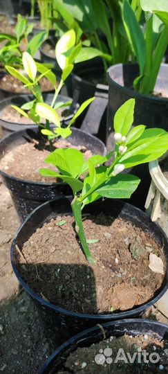 Лимон Кантонский