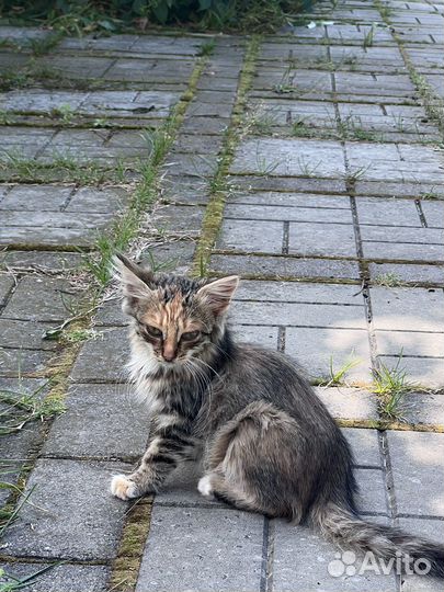 Очаровательные котята в любящие руки