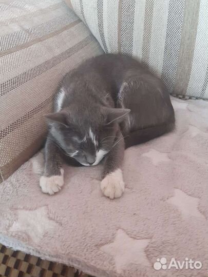 Кошечка в добрые руки