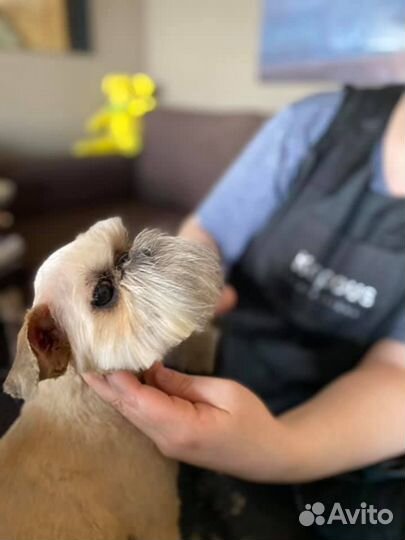 Стрижка собак, грумер-стилист