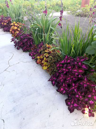 Отростки колеусов разных сортов